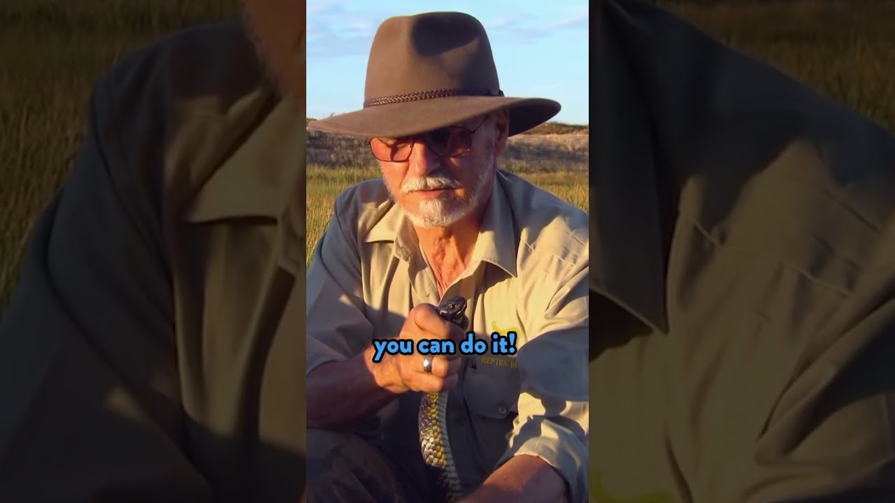 Tagging a tiger snake! 🐍 