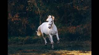 Relax music 1 ! Relaxing Soft Horse Gallop &  Canter Sounds For Sleeping ! RELAXOSCOPE screenshot 2