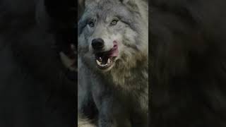 Awesome Wolf Howling - NO Copyright - Free Sound Effects #copyrightfreemusic #copyrightfree #wolf Awesome Wolf Howling - NO Copyright - Free Sound Effects #copyrightfreemusic #copyrightfree #wolf