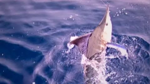 The Quest for SoCal Marlin: Newport Beach, Part 1