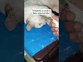 Tentando acorda o Tikinho Belo adormecido