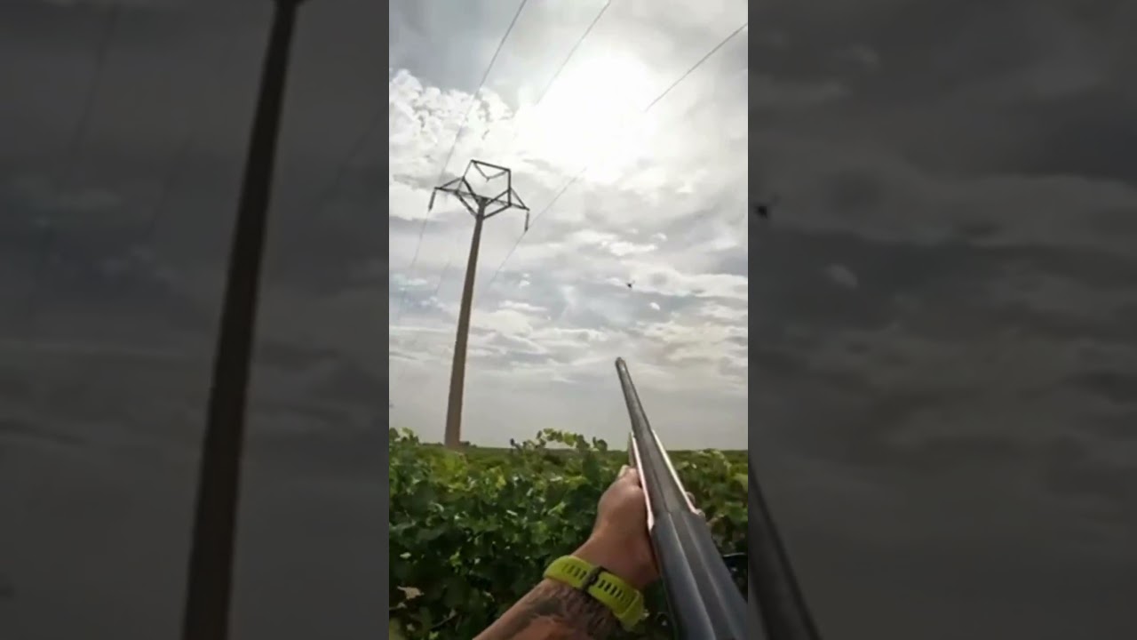 "¡Tiro perfecto en media veda! El niño se queda con la boca abierta al ver cómo cae la paloma