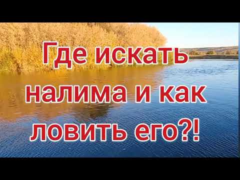 Ловля налима осенью 2021 . Поиск налимьих троп 2 часть . Налим 2021 . Рыбалка 2021 .