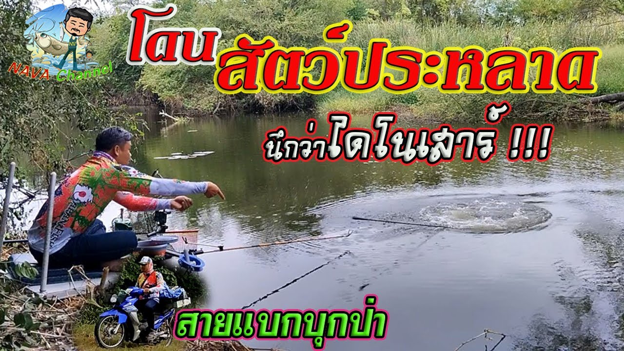 EP79 ตกปลาหมายธรรมชาติ ตกชิงหลิวคลองสาขาแม่น้ำป่าสัก จ.ลพบุรี โดนสัตว์ประหลาดตัวใหญ่คิดว่าไดโนเสาร์