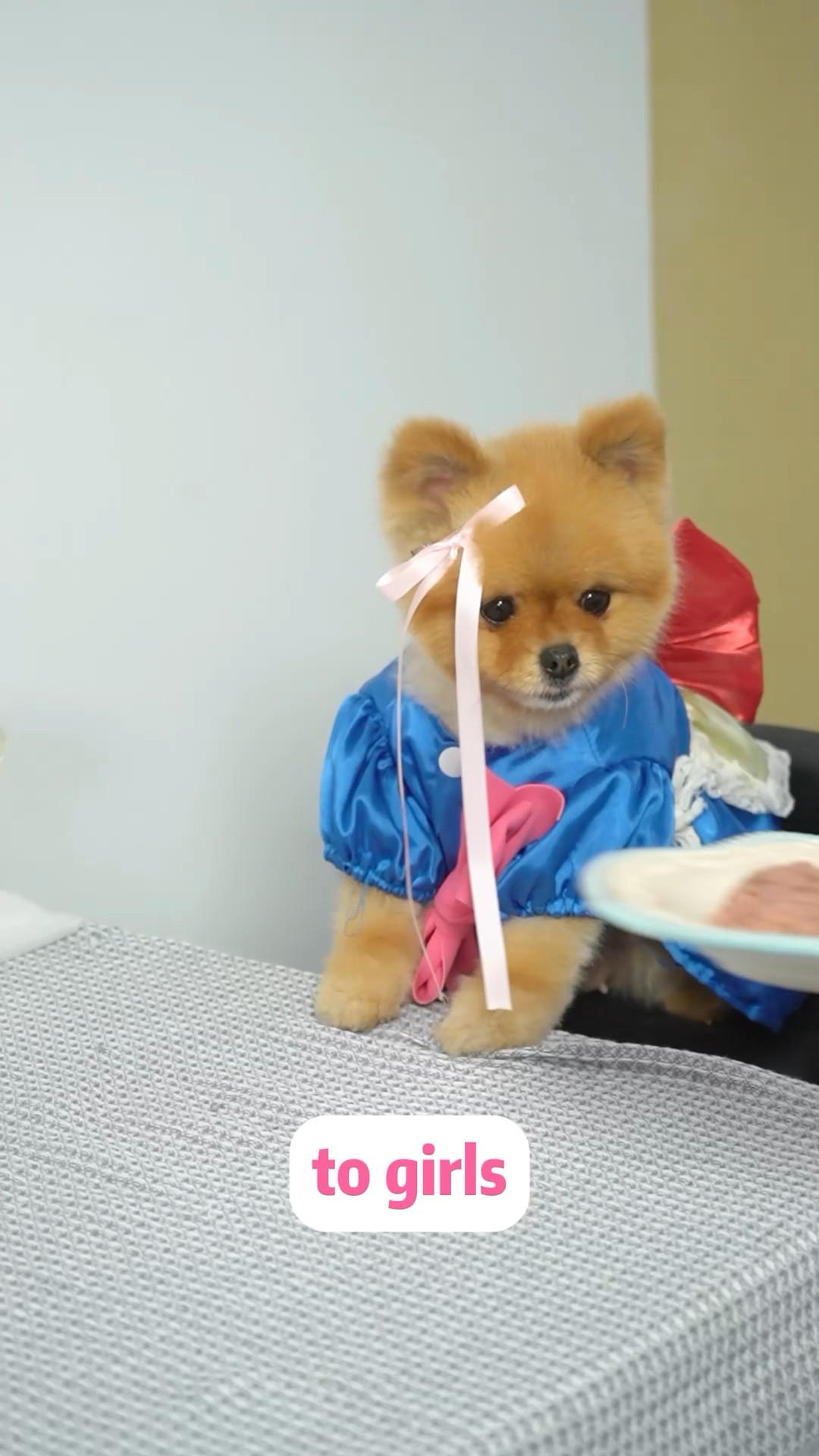 To boys \u0026 To girls??? #dog #cococutiepom #funny