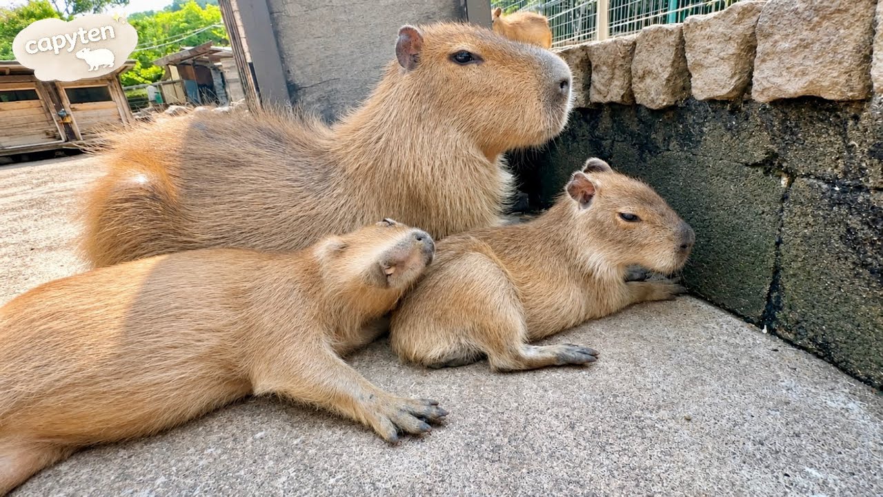 カピバラ　 So Relaxed They Forgot They're Wild😪 - YouTube
