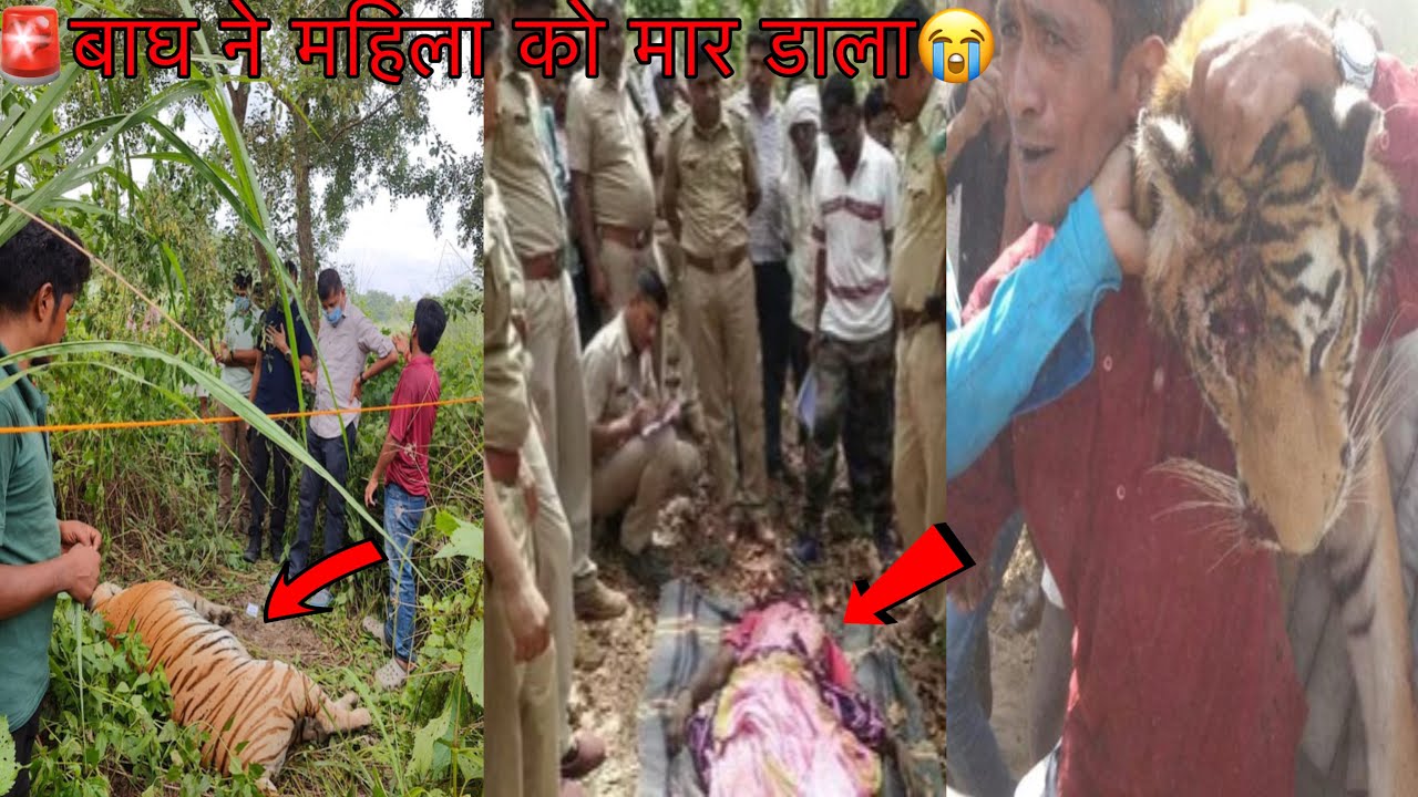 Alert🚨Tiger Killed The Woman Tiger attacks woman😭 Jim Corbett Tiger Attack Story Village Life Vlog