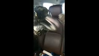 Hilarious Weimaraner Reaction After A Cow Licked His Face