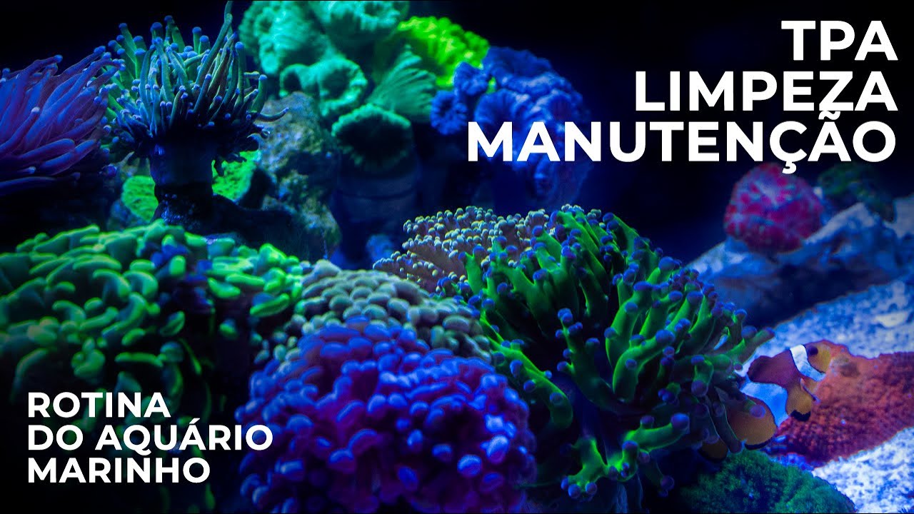 TPA, LIMPEZA e MANUTENÇÃO do meu aquário marinho - nano reef sem experiência! #008