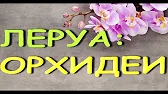 Орхидеи,узамба́рские фиалки,Самара🌺