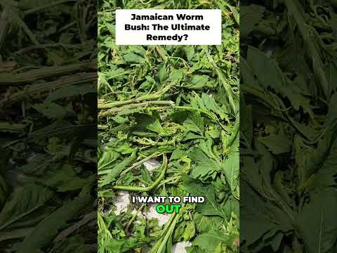 Jamaican Worm Bush (Semi Contract | Epazote): Powerful Natural Remedy for Worms! 🐛 #shorts
