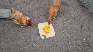 Chickens Eating Oranges Are Oranges Good For Chickens