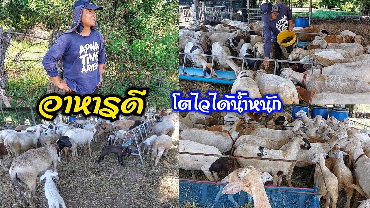 เลี้ยงแกะสร้างรายได้ พร้อมสูตรหมักหญ้าให้แกะกินแล้วโตไว