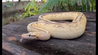 Una serpiente como mascota?