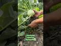 P nhổ su hào #plamvuon #ptrongrausach #pgardening