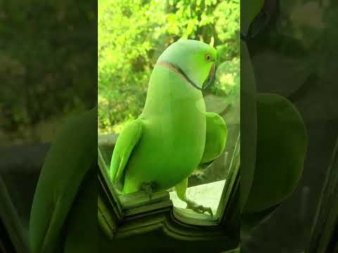 Majestic Green Parrot Soars on a Glass Window with Flute Music #shorts