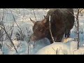Калмыцкий скот объедает ветки в Плейстоценовом парке.