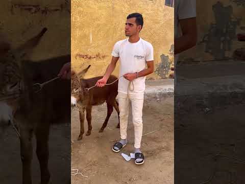 عيد و ام عيد رايحيين الغيط وايمن بيرخم عليهم ايمن محمد 