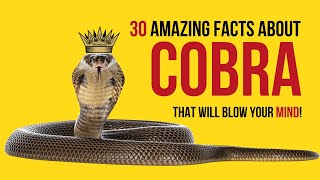 30 amazing facts about cobra that will blow your mind! by Summary Facts 1,708 views 9 months ago 5 minutes, 24 seconds