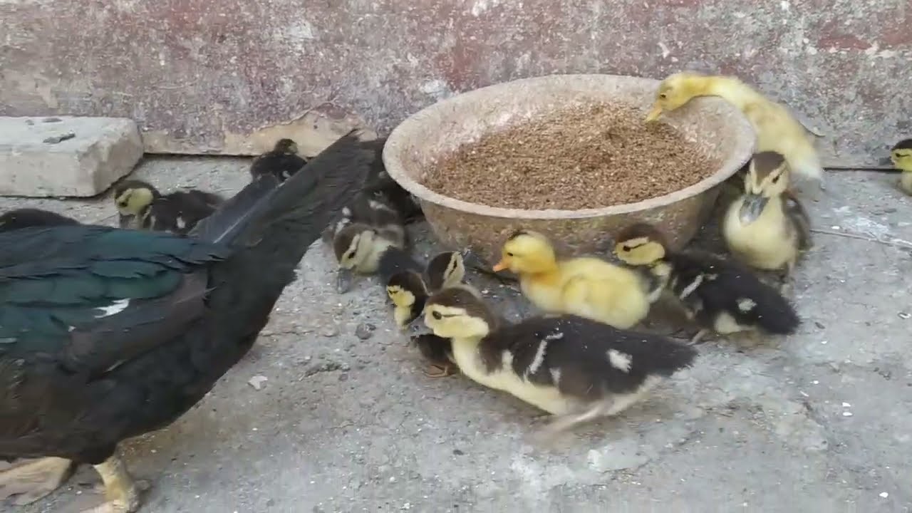 indautkalardagi shol,(rahit) kasalligini davolash ☎️+99893.427.37.53