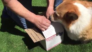 Corgi Opens Easter Presents