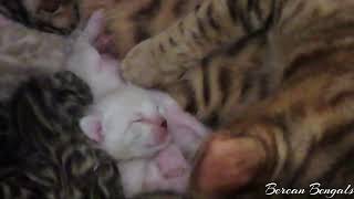Cute Sleeping Snow Bengal Kitten