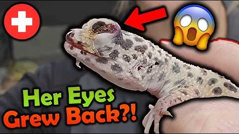 Rescuing a Leopard Gecko that REGREW HER EYES!?