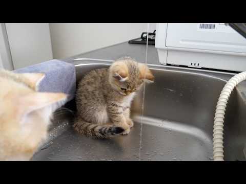 Cute kitten who is afraid but wants to touch the water...