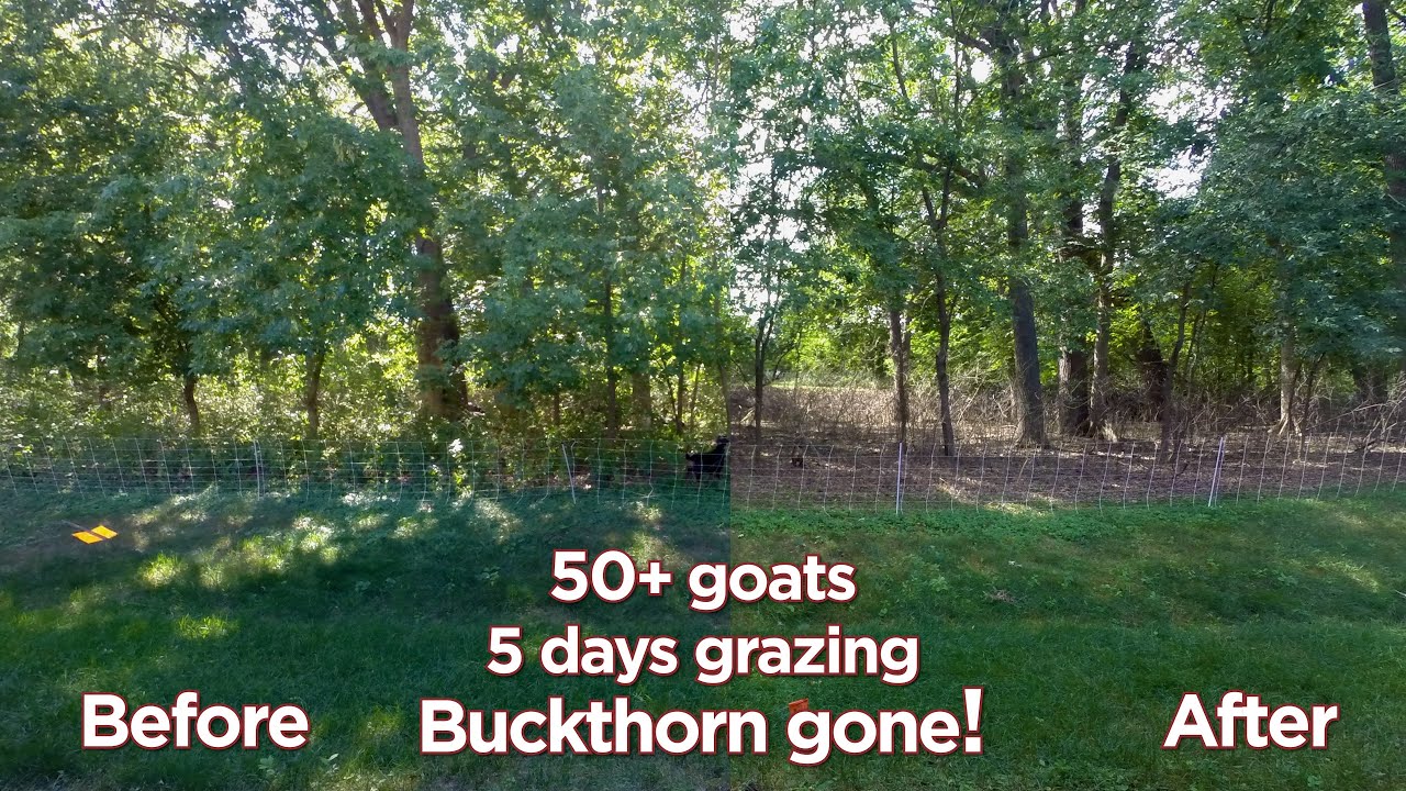 Goats Eating Buckthorn Timelapse (Phase 1) YouTube