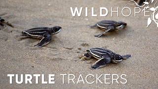 Tracking the “Lost Years” of Leatherback Sea Turtles | WILD HOPE