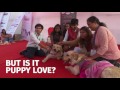 Pets find love at Mumbai dog wedding ceremony