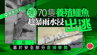 #有線新聞  中國在線｜世紀雨災 廣東茂名鱷魚養殖場70多條鱷魚逃走　當局擊斃逃到深水區鱷魚｜中國大陸20軍艦現身台海屬歷來最多　台灣《國防報告書》解放軍對台威脅篇幅增近倍｜2023年9月12日
