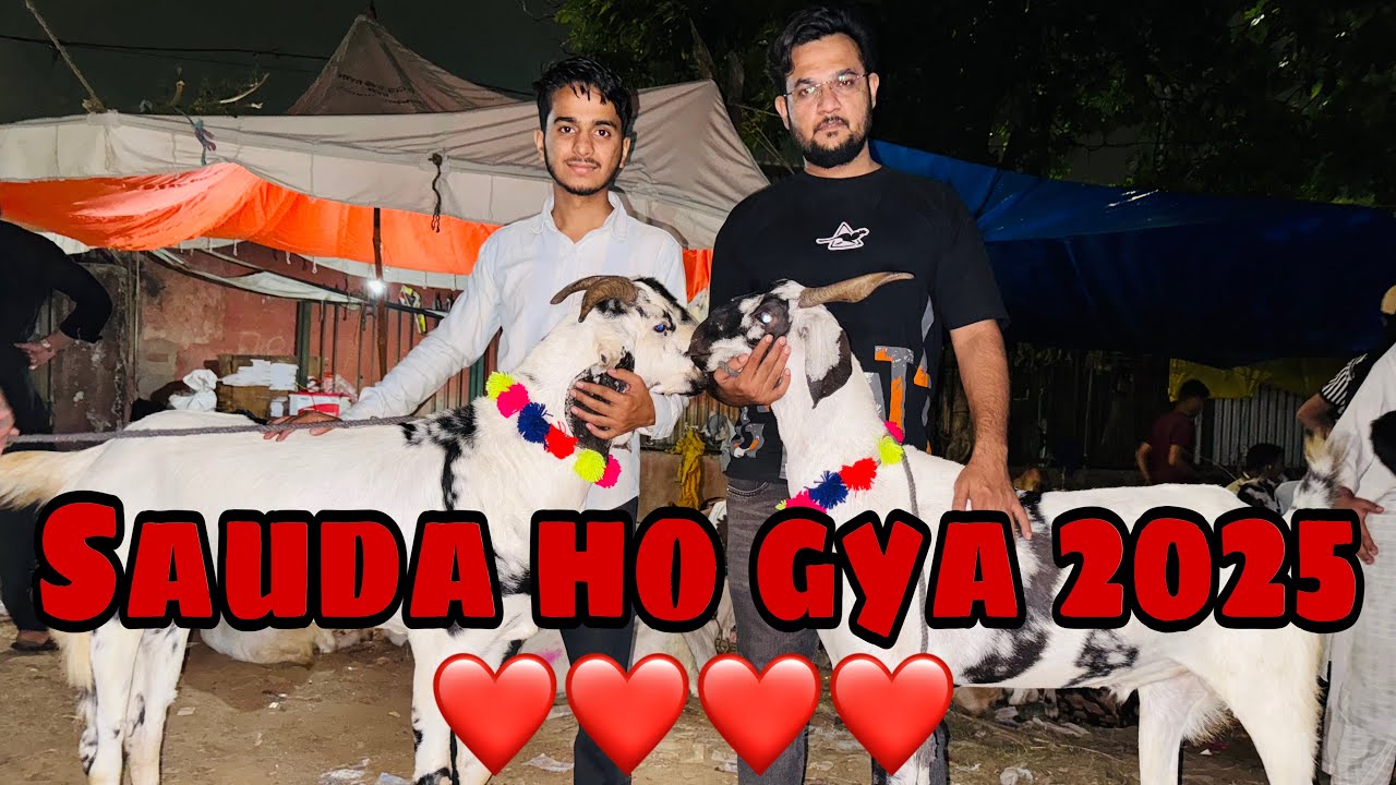 2 Bakre aur le liye ✨| Finally sauda ho gya ❤️ Jama Masjid Mandi😍 Gazipur Mandi soon✨ #qazigoatfarm