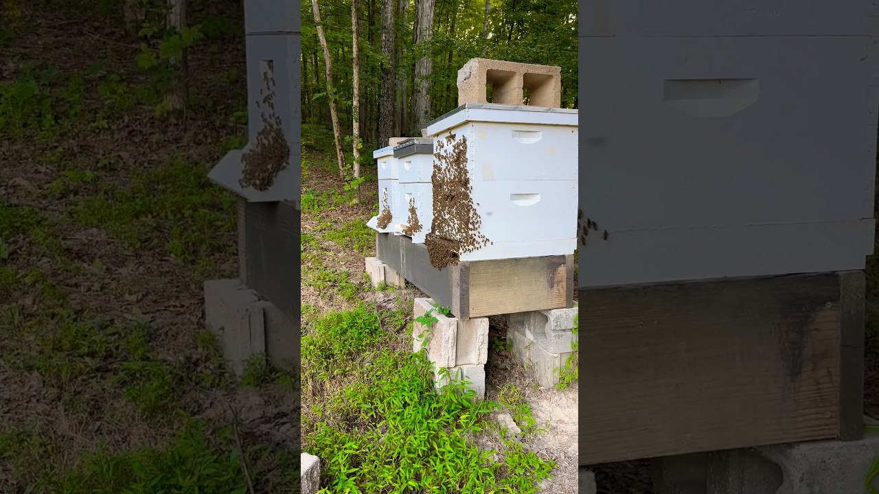 How Honey Bees Control the Temperature in the Hive 