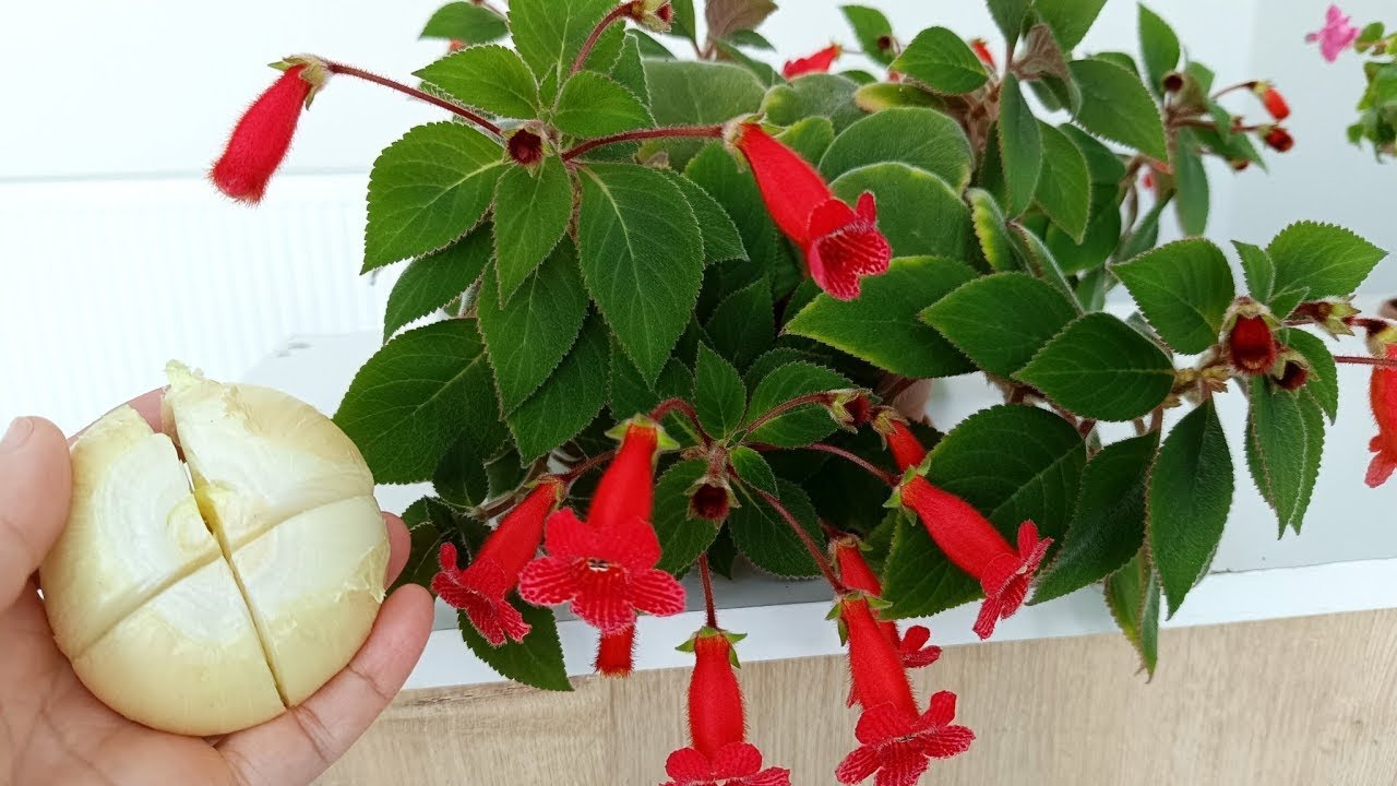 Kohlera çiçeği ne bu kürden verin 🤔 bol bol çiçek açsın 🌸