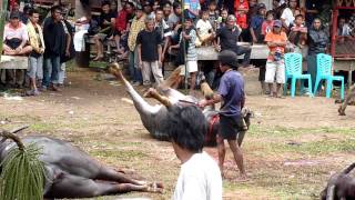 Tana Toraja funeral buffalo killing 2/3