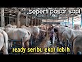 Kandang sapi 2 lantai  terbesar ready seribu ekor lebih