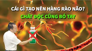 What Makes the Blood Brain Barrier? Even Toxins Can't Do Anything About It | Blood Brain Barrier ...