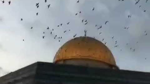 تلاوة خاشعة للقارى طارق محمد /حالات واتس اب