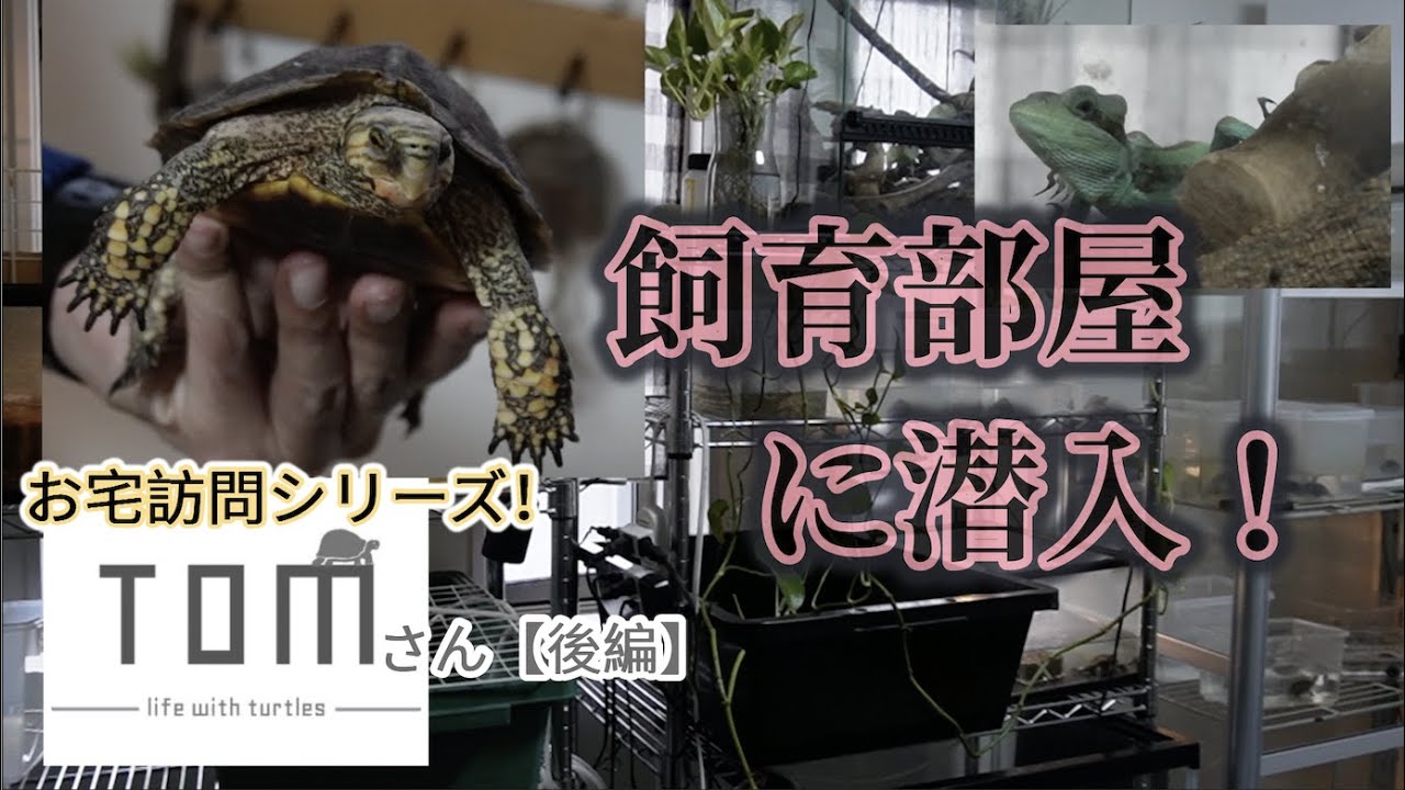 お宅訪問シリーズ！TOMさん【後編】　〜かめぞー☆ちゃんねる　123クラッチ目〜