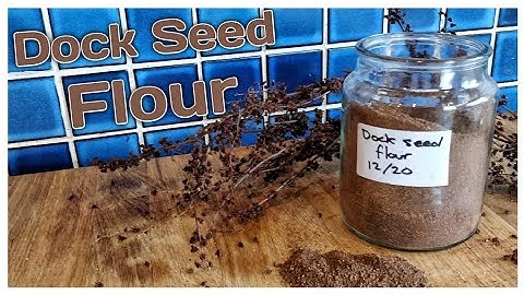 Making Dock Seed Flour, how to make a gluten free flour from the wild
