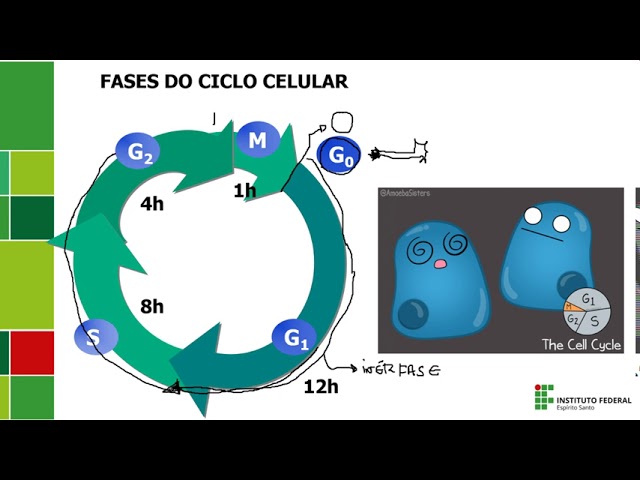 Fases do ciclo celular (artigo)