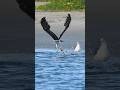 Beautiful female Osprey finds a huge fish that’s washed ashore. Can she get it? Part 4 of 5. #osprey