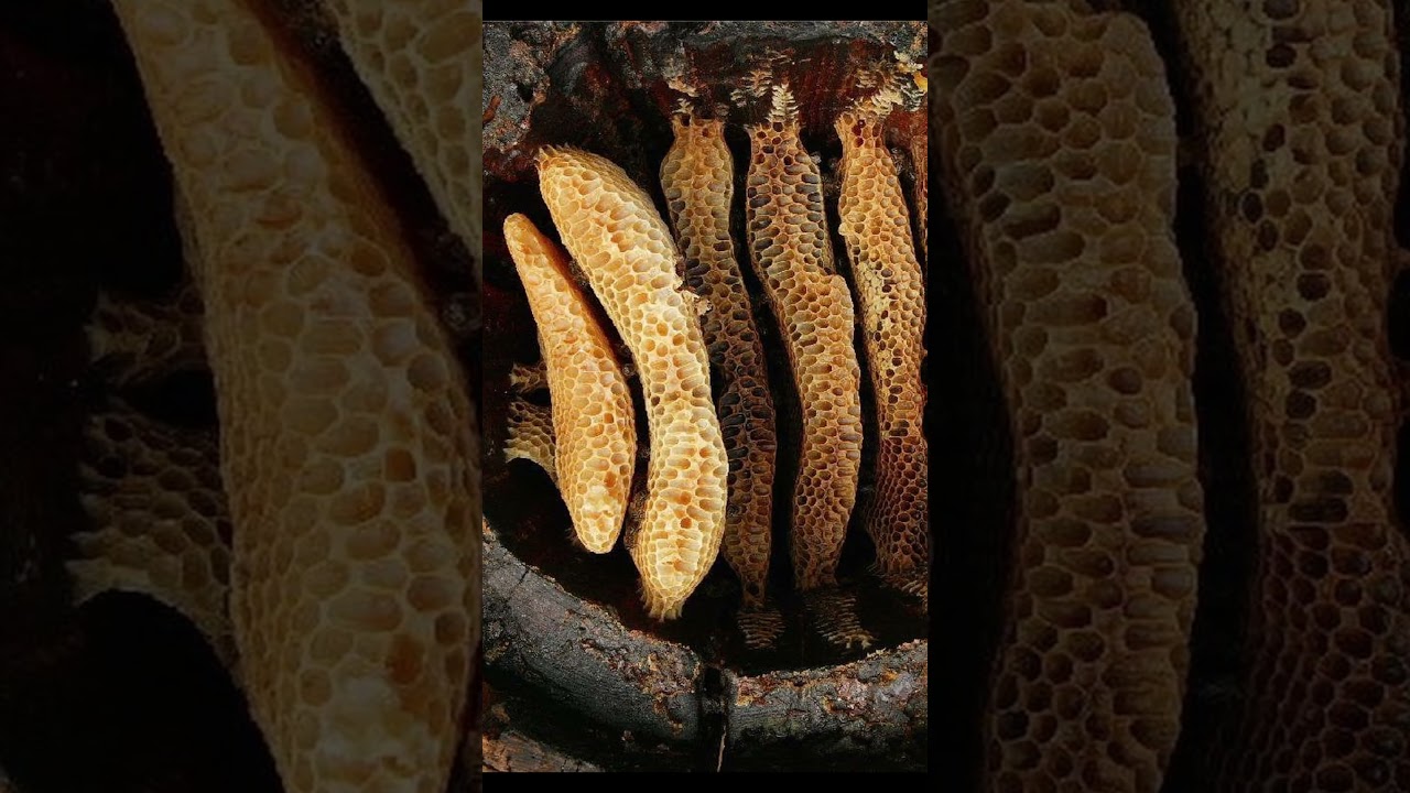 Immortal Honey || #shorts #knowledgefacts #adhyayan