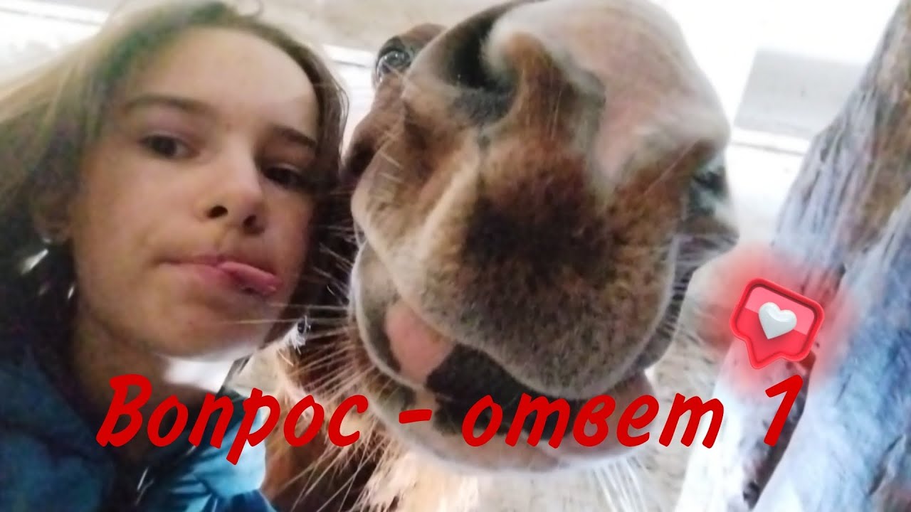 Конный вопрос - ответ! | Коноблог | Коноблогер, конный блогер || Ты ...