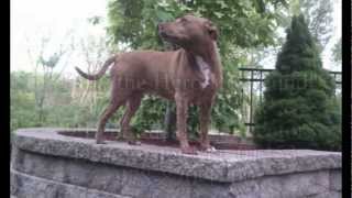 Lilly The Hero Pitbull