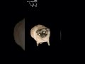 #naoflopa 𝘣𝘳 𝘣𝘢𝘵𝘦𝘳 1000 𝘪𝘯𝘴𝘤𝘳𝘪𝘵𝘰𝘴 😂