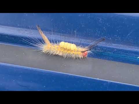 Let&rsquo;s Talk Gardening! Tussock Moth Caterpillars. Season 2 Ep.3