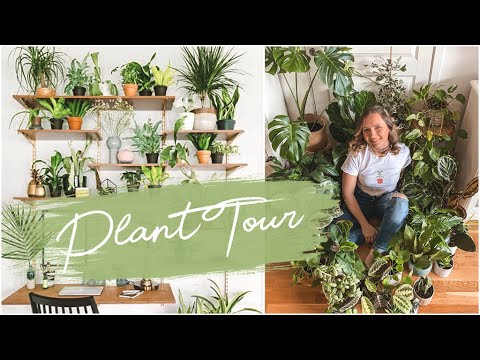 PLANT TOUR // 50+ plants in a small apartment!