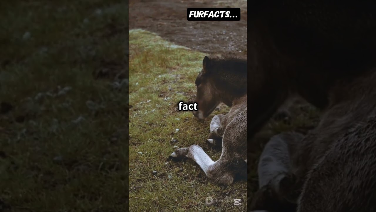 What Makes Horses Sleep Standing Up? 🐎